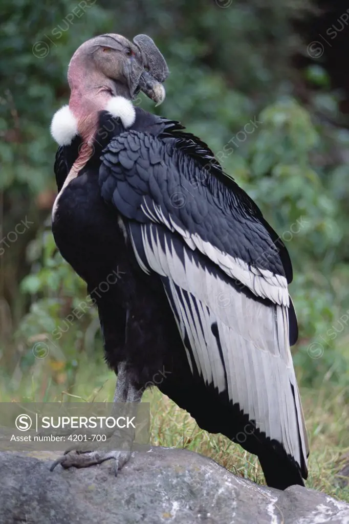 Andean Condor (Vultur gryphus) eight-year-old adult male being rehabilitated for release, Condor Huasi Project, Hacienda Zuleta, Cayambe, Ecuador