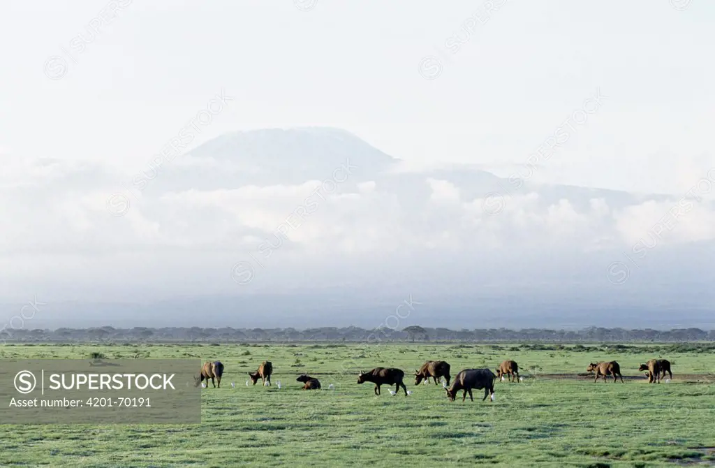 Cape Buffalo (Syncerus caffer) herd grazing, Amboseli National Park, Kenya