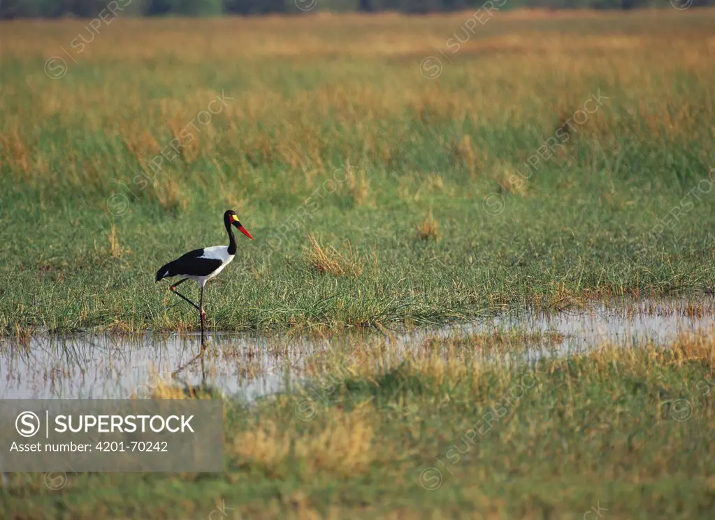 Saddle-billed Stork (Ephippiorhynchus senegalensis) standing in wetland, Savute, Botswana