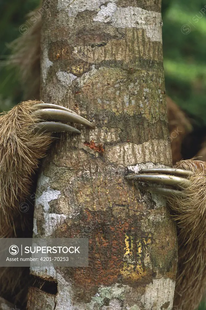 Maned Sloth (Bradypus torquatus) clinging to tree trunk showing claws, Atlantic Forest, Brazil