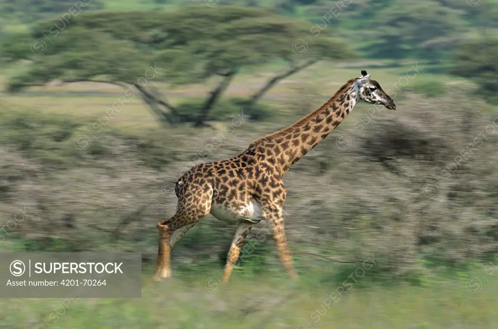 Masai Giraffe (Giraffa camelopardalis tippelskirchi) running, Serengeti National Park, Tanzania