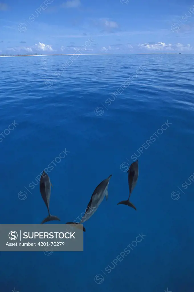 Spinner Dolphin (Stenella longirostris) trio, Midway Atoll, Hawaiian Leeward Islands, Hawaii