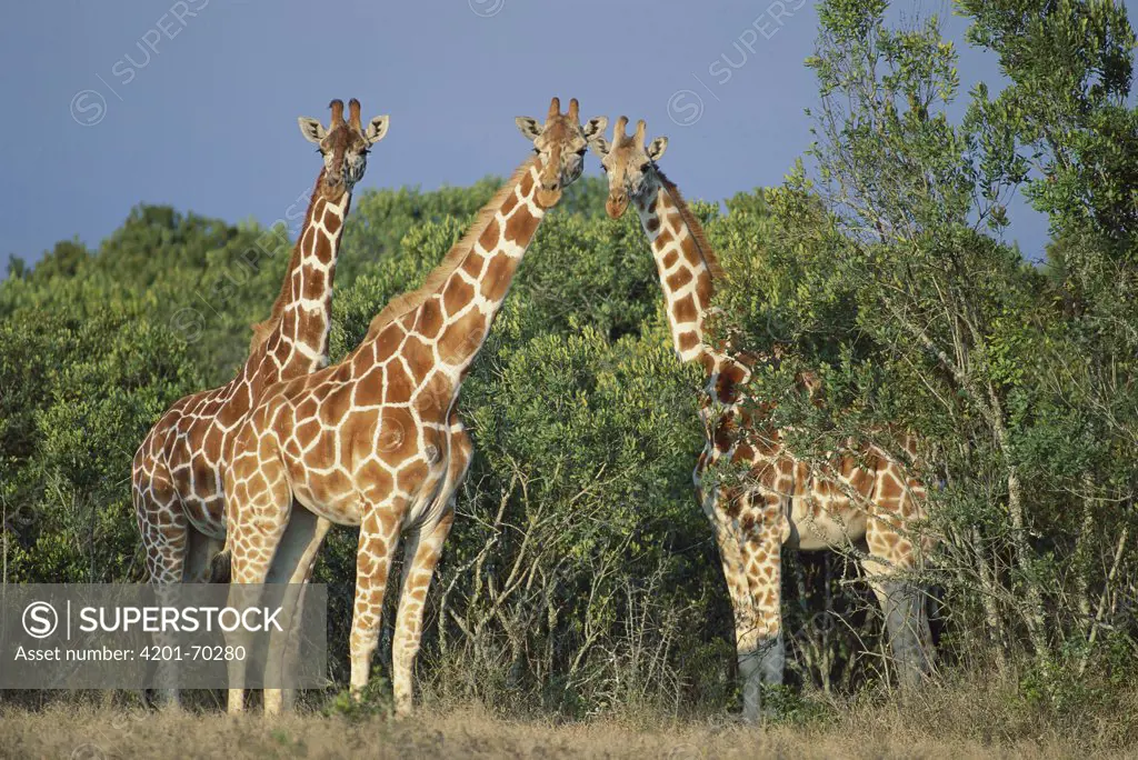 Reticulated Giraffe (Giraffa camelopardalis reticulata) trio, Kenya