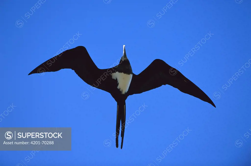 Ascension Frigatebird (Fregata aquila) male flying, Ascension Island, South Atlantic