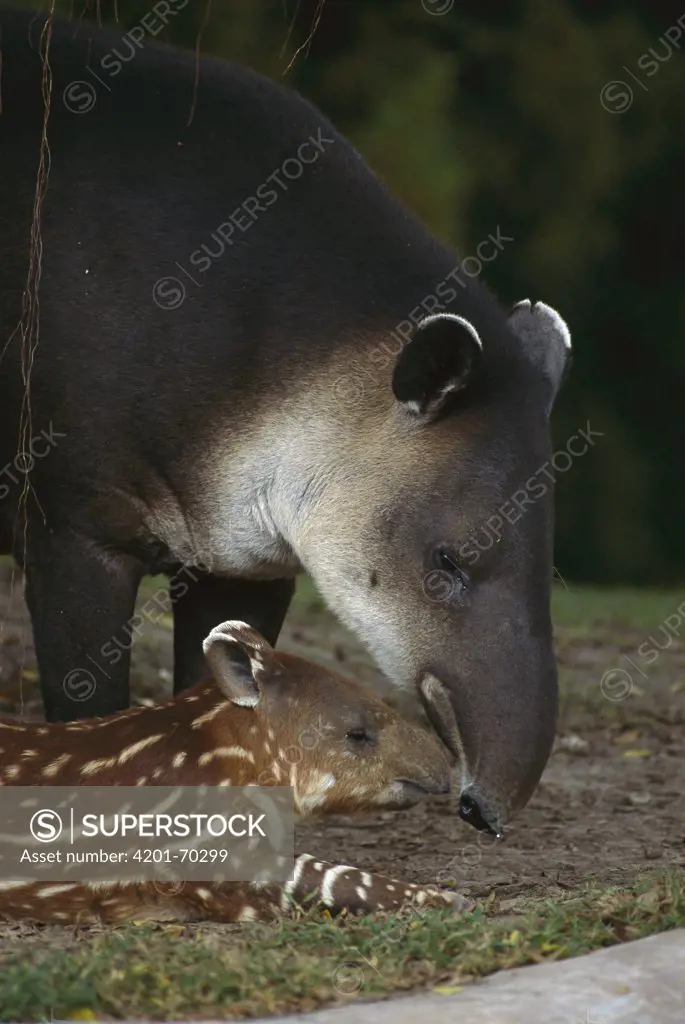 Baird's Tapir (Tapirus bairdii) mother with calf, Santa Rosa National Park, Costa Rica