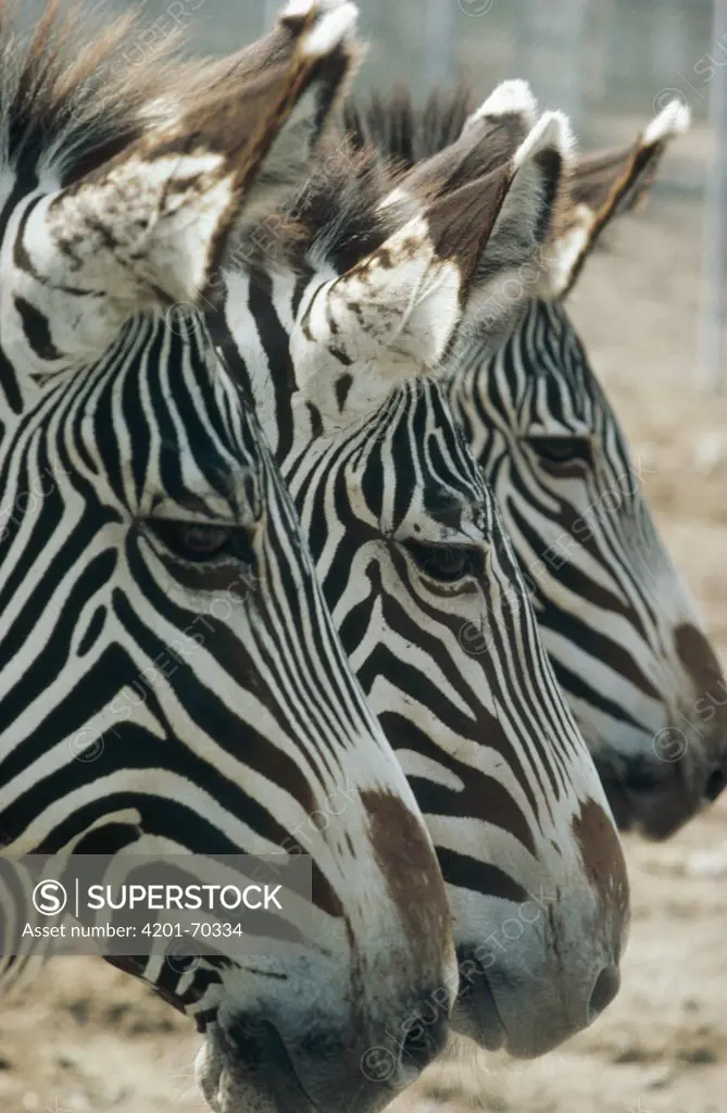 Burchell's Zebra (Equus burchellii) trio in profile, Namibia