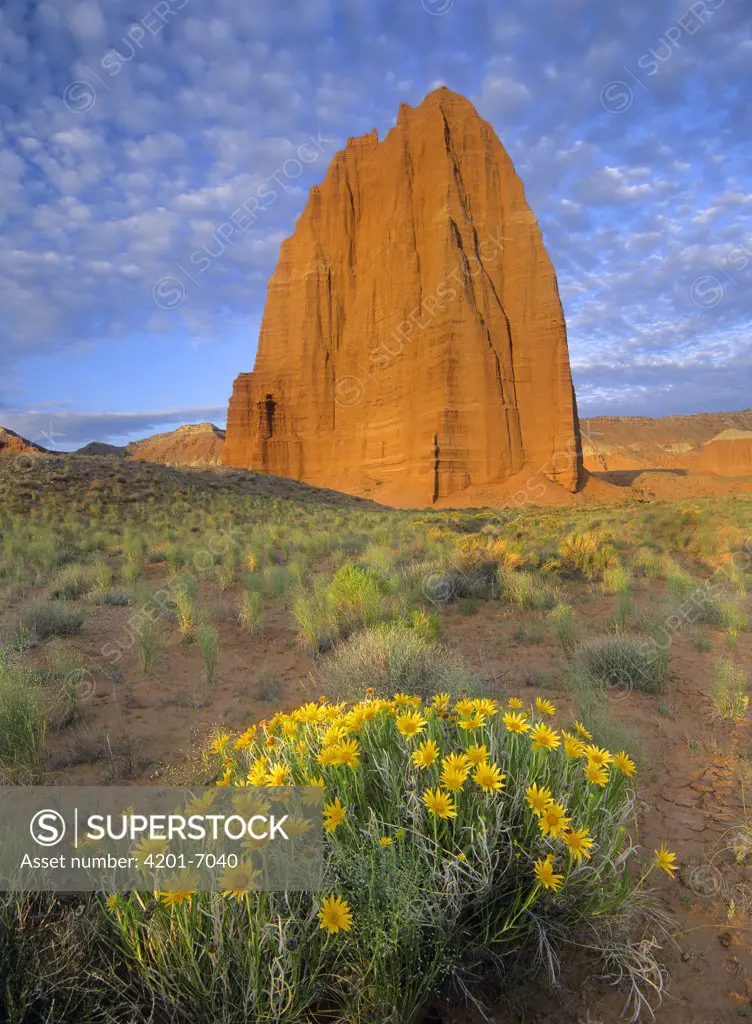 Common Sunflower (Helianthus annuus) cluster and Temple of the Sun, Capitol Reef National Park, Utah
