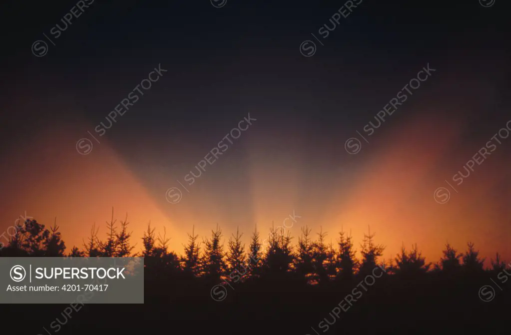 Sunset over coniferous forest, Minnesota