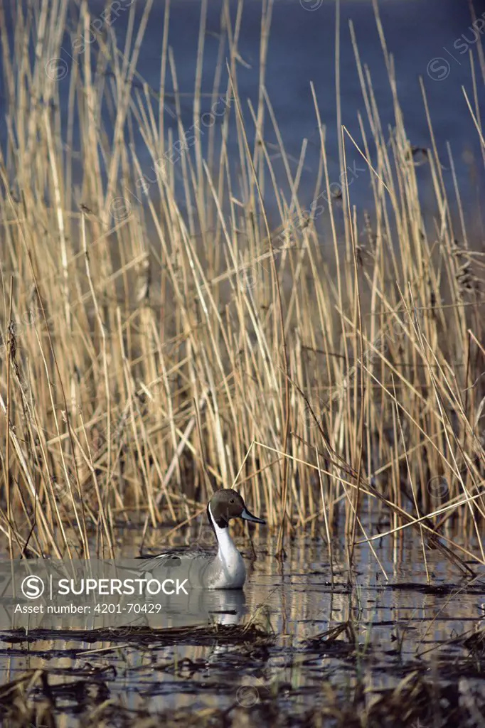 Northern Pintail (Anas acuta) male in water among reeds, North Dakota