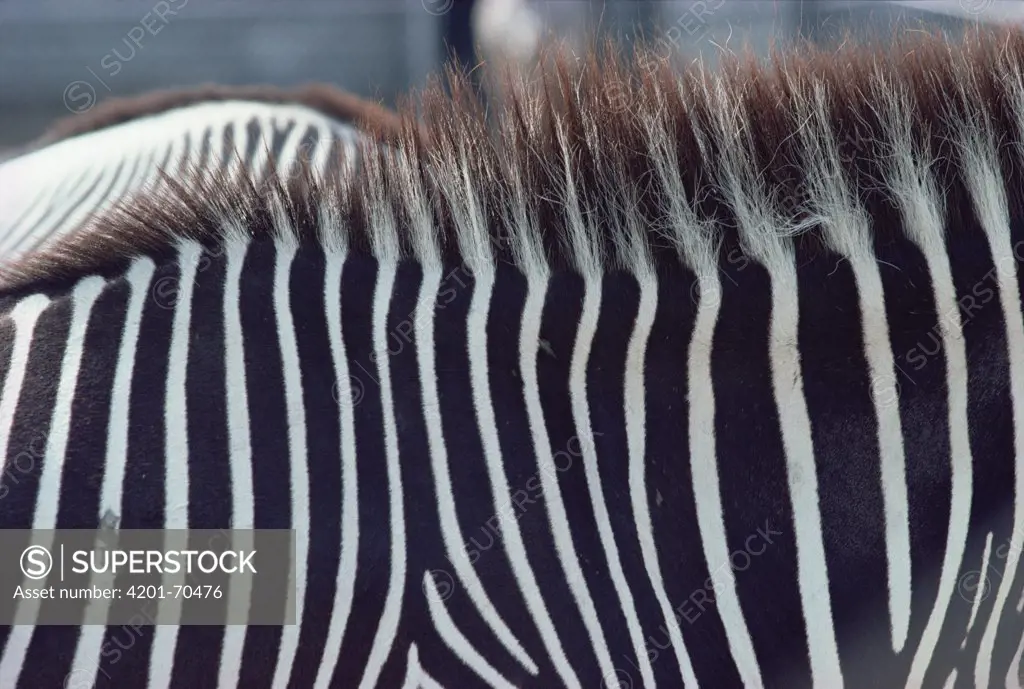 Burchell's Zebra (Equus burchellii) stripes, Namibia