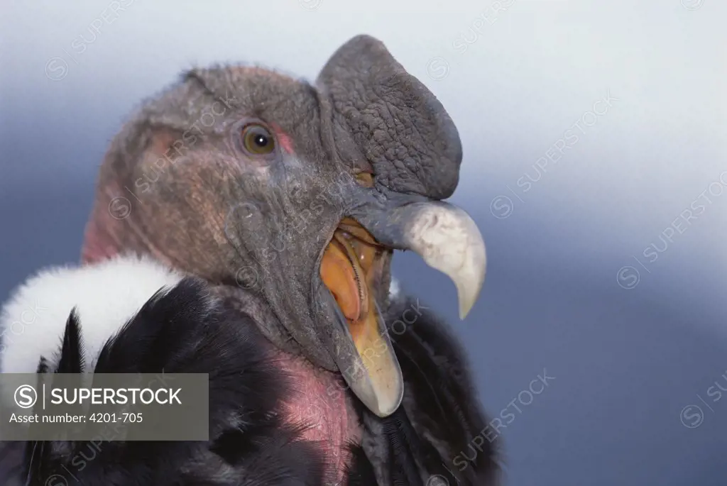 Andean Condor (Vultur gryphus) adult male yawning, Condor Huasi Project, Hacienda Zuleta, Cayambe, Ecuador