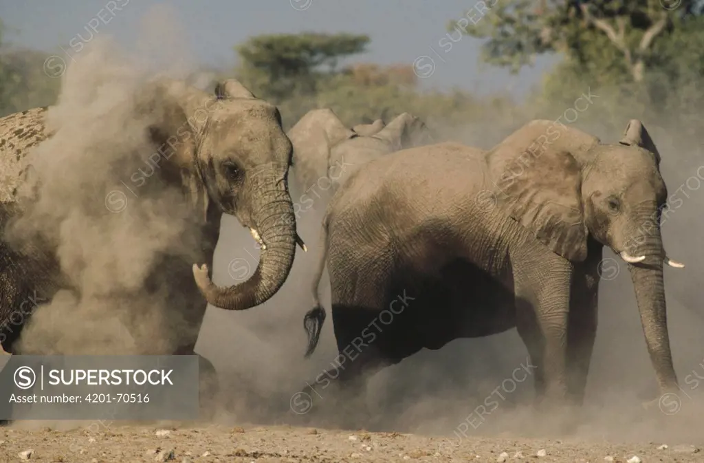 African Elephant (Loxodonta africana) pair taking a dust bath, Etosha National Park, Namibia