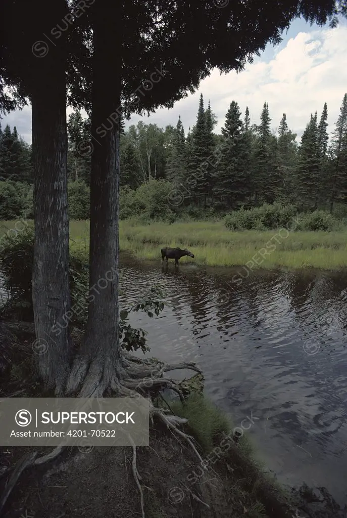 Moose (Alces americanus) foraging on water plants in lake, Isle Royale National Park, Michigan