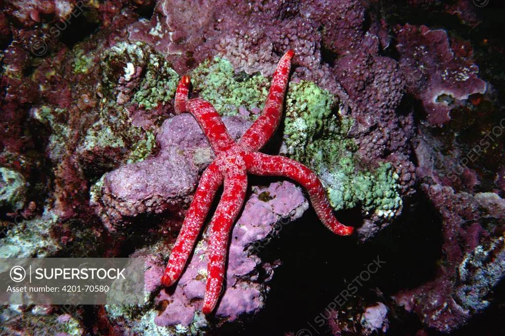 Sea Star (Linckia multiflora) on corals, Kona, Hawaii