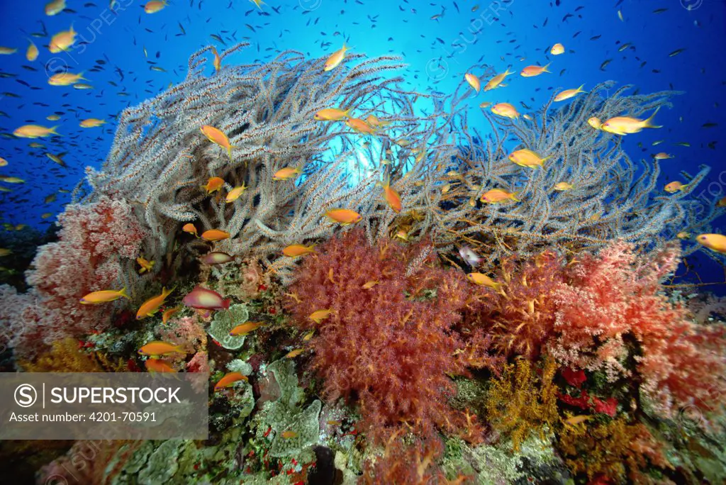 Underwater reef scene with Sea Whips, Gorgonian Whip Coral, blossoming Soft Corals, Guard Plate Coral, and schools of Pseudanthias, Red Sea, Egypt