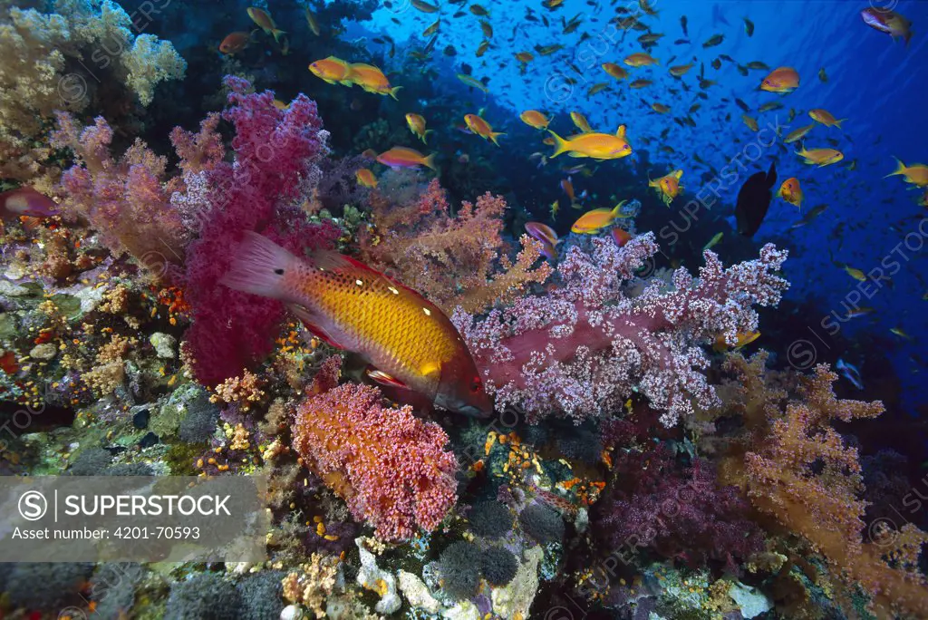 Diana's Hogfish (Bodianus diana) and Soft Coral (Dendronephthya sp), Red Sea, Egypt