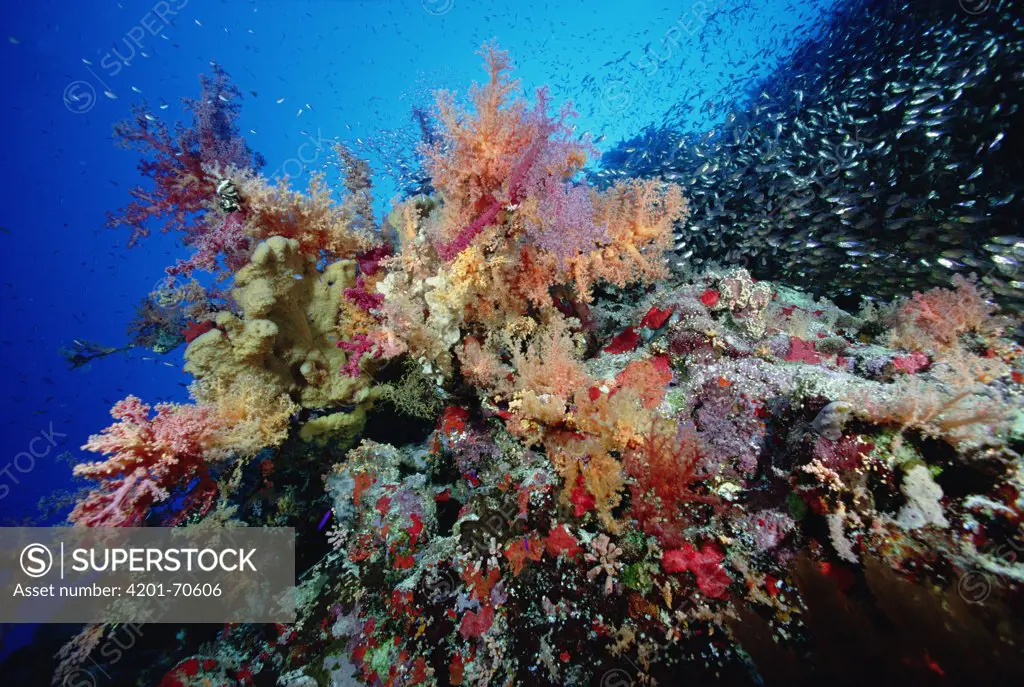 Soft Coral (Dendronephthya sp) in coral reef, Red Sea, Egypt