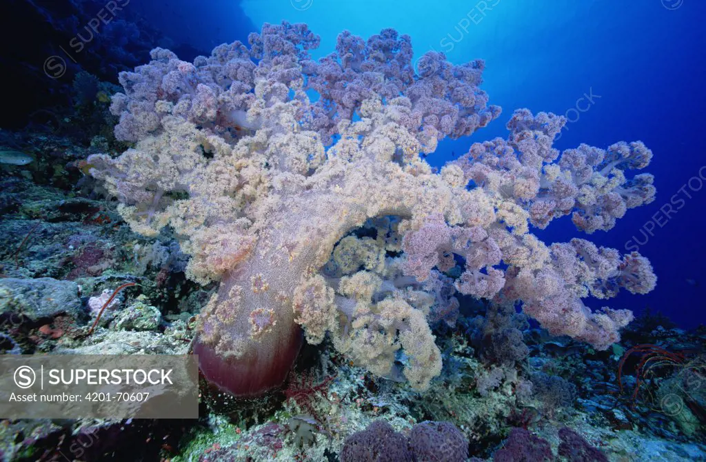 Soft Coral (Dendronephthya sp) outcroppings Solomon Islands