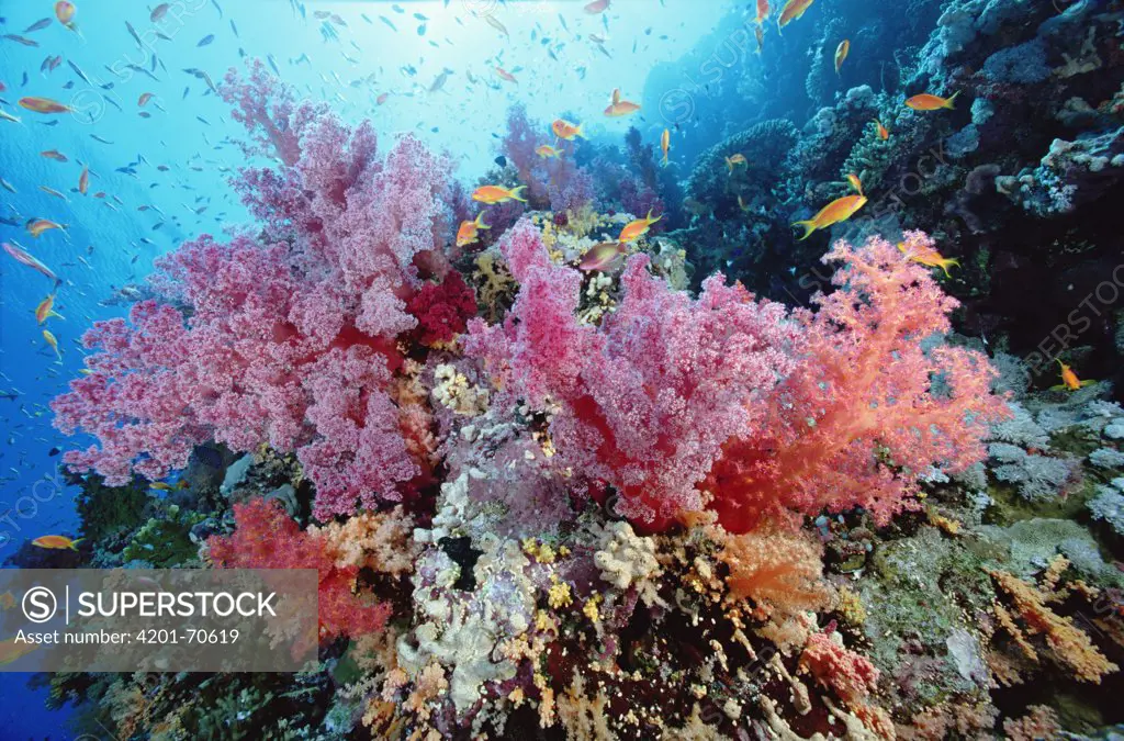 Soft Coral (Dendronephthya sp) outcroppings reef scenic, Red Sea, Egypt
