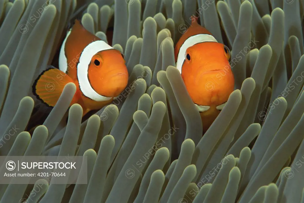 Blackfinned Clownfish (Amphiprion percula) pair in Magnificent Sea Anemone (Heteractis magnifica) host, Solomon Islands