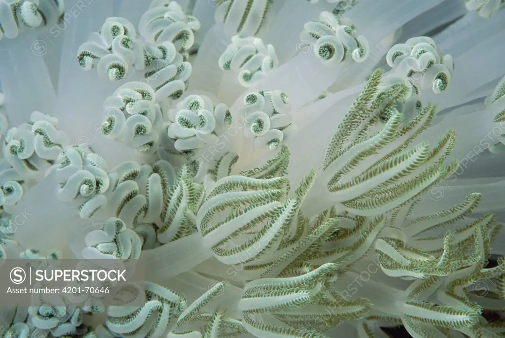 Soft Coral (Xenia sp) detail of polyps, Solomon Islands