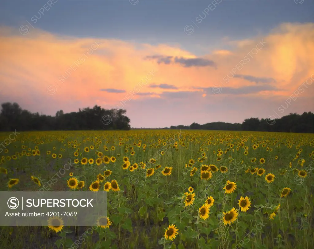 Common Sunflower (Helianthus annuus) field near Flint Hills National Wildlife Refuge, Kansas