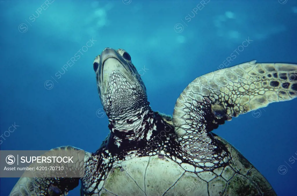 Green Sea Turtle (Chelonia mydas), Kona, Hawaii