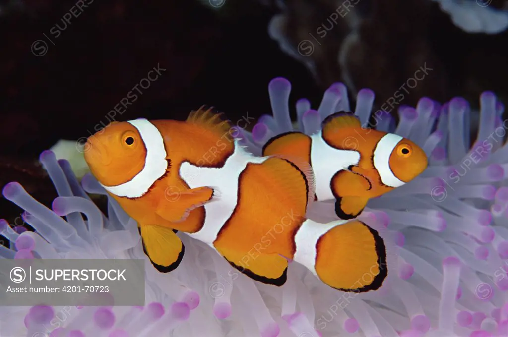 Blackfinned Clownfish (Amphiprion percula) in bleached Sea Anemone host, 30 feet deep, Solomon Islands