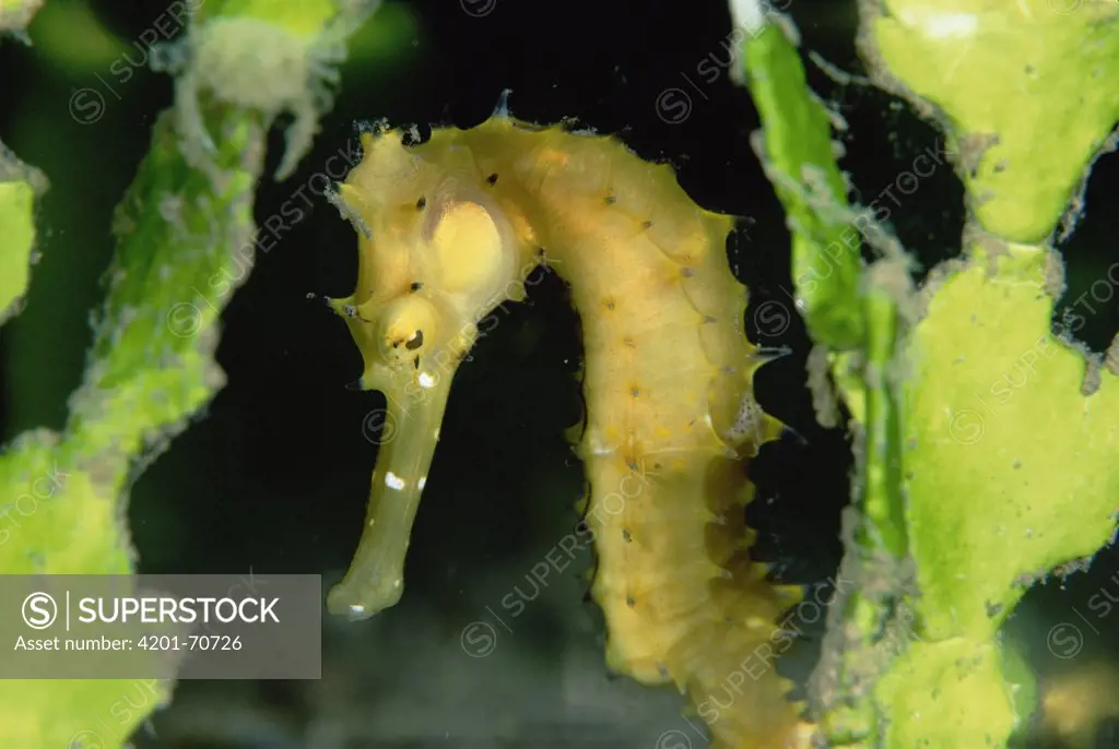 Seahorse (Hippocampus sp) hiding in Algae (Halimeda sp) 20 feet deep, Papua New Guinea
