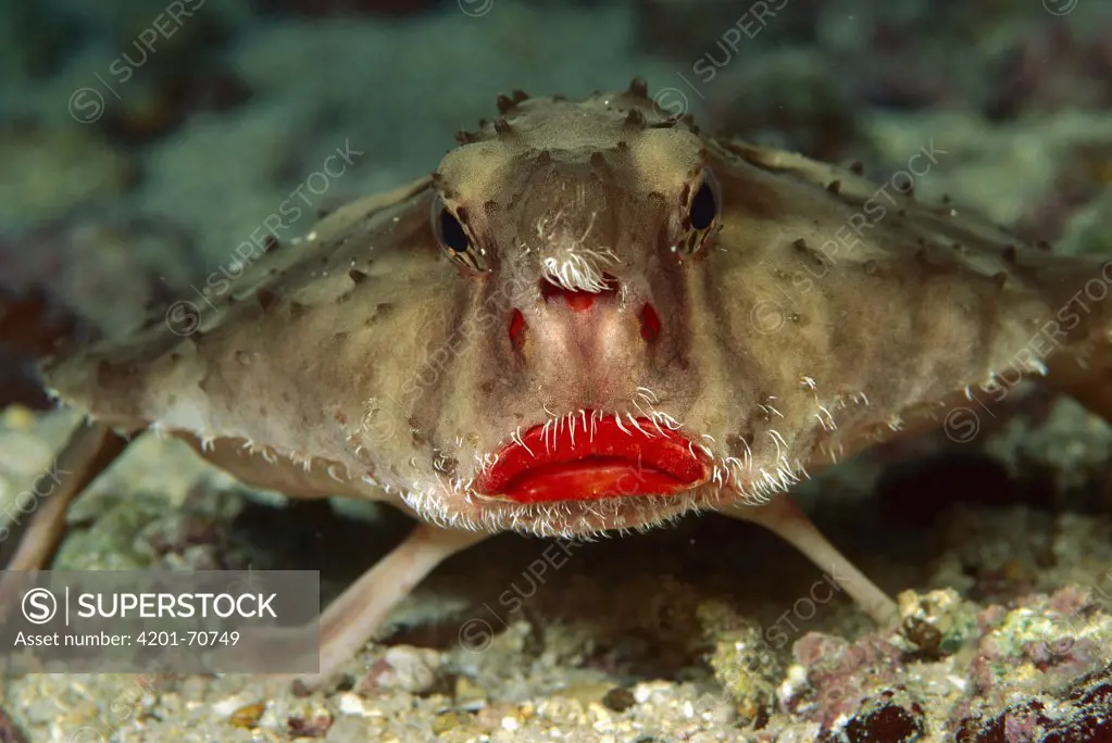 Rosy-lipped Batfish (Ogcocephalus sp) portrait, 100 feet deep, Cocos Island, Costa Rica