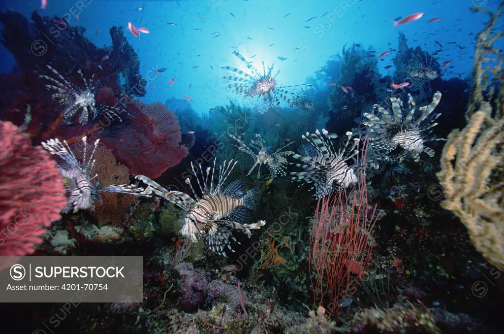 Common Lionfish (Pterois volitans) group surrounded by Sea Fans (Melithaea sp) 60 feet deep, Solomon Islands