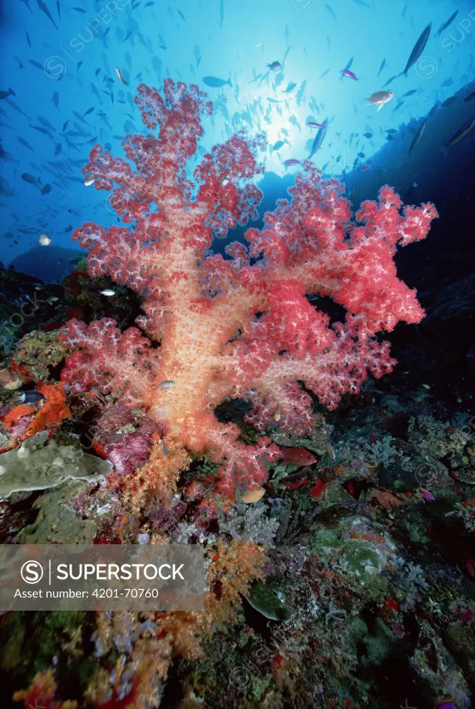 Soft Coral (Dendronephthya sp) outcroppings 50 feet deep, Solomon Islands