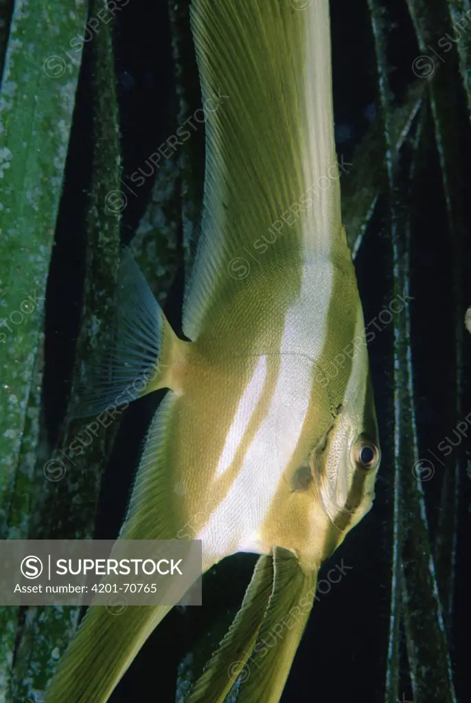 Longfin Batfish (Platax teira) juvenile in Eel Grass (Enhalus ecoroides) 10 feet deep, Solomon Islands