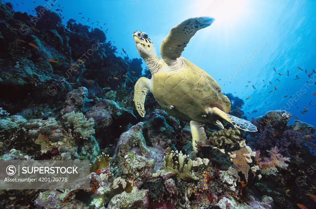 Green Sea Turtle (Chelonia mydas) swimming over coral reef, 40 feet deep, Red Sea, Egypt