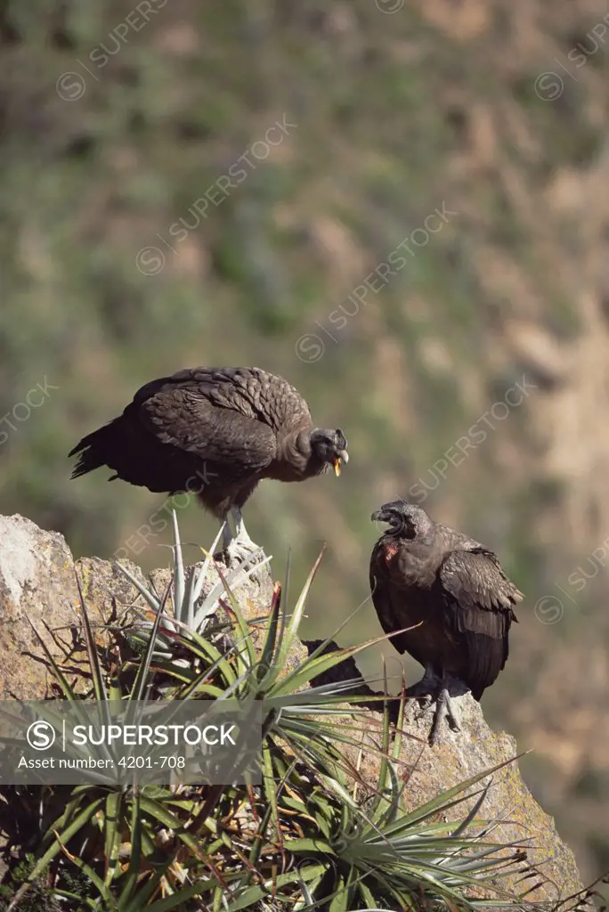 Andean Condor (Vultur gryphus) juvenile male pair socializing on cliff edge, Colca Canyon, Peru