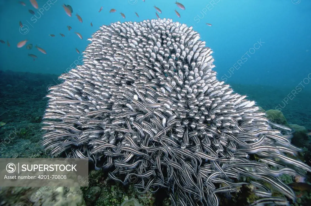 Striped Catfish (Plotosus lineatus) schooling into a ball as a defensive behavior, 30 feet deep, Papua New Guinea