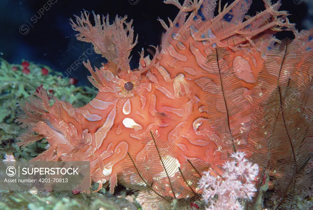 Merlet's Scorpionfish (Rhinopias aphanes) rare coloration, 60 feet deep, Papua New Guinea