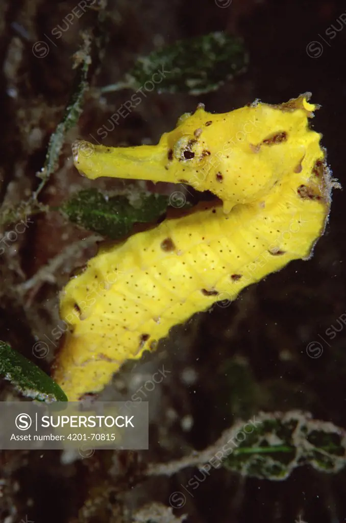 Seahorse (Hippocampus sp) 30 feet deep, Papua New Guinea
