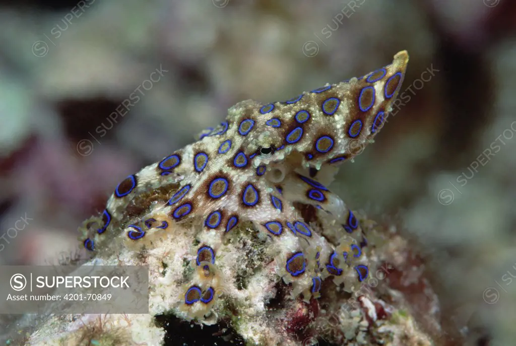 Greater Blue-ringed Octopus (Hapalochlaena lunulata) a small but extremely poisonous animal, one animal contains enough venom to kill twenty adults, 70 feet deep, Solomon Islands