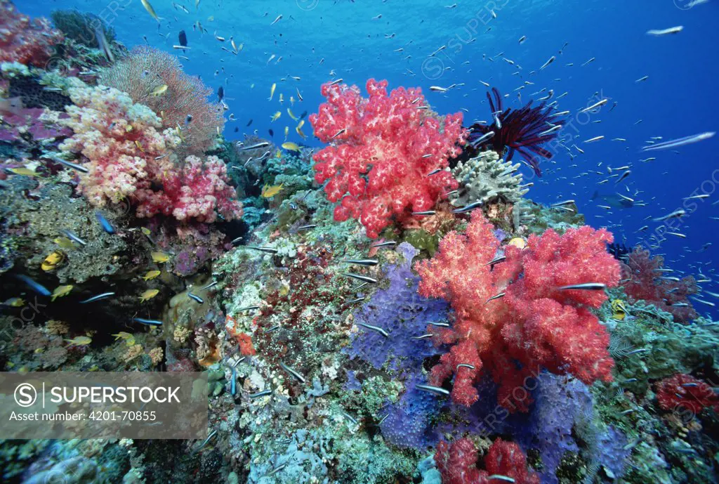 Soft Coral (Dendronephthya sp) and reef fish 50 feet deep, Solomon Islands