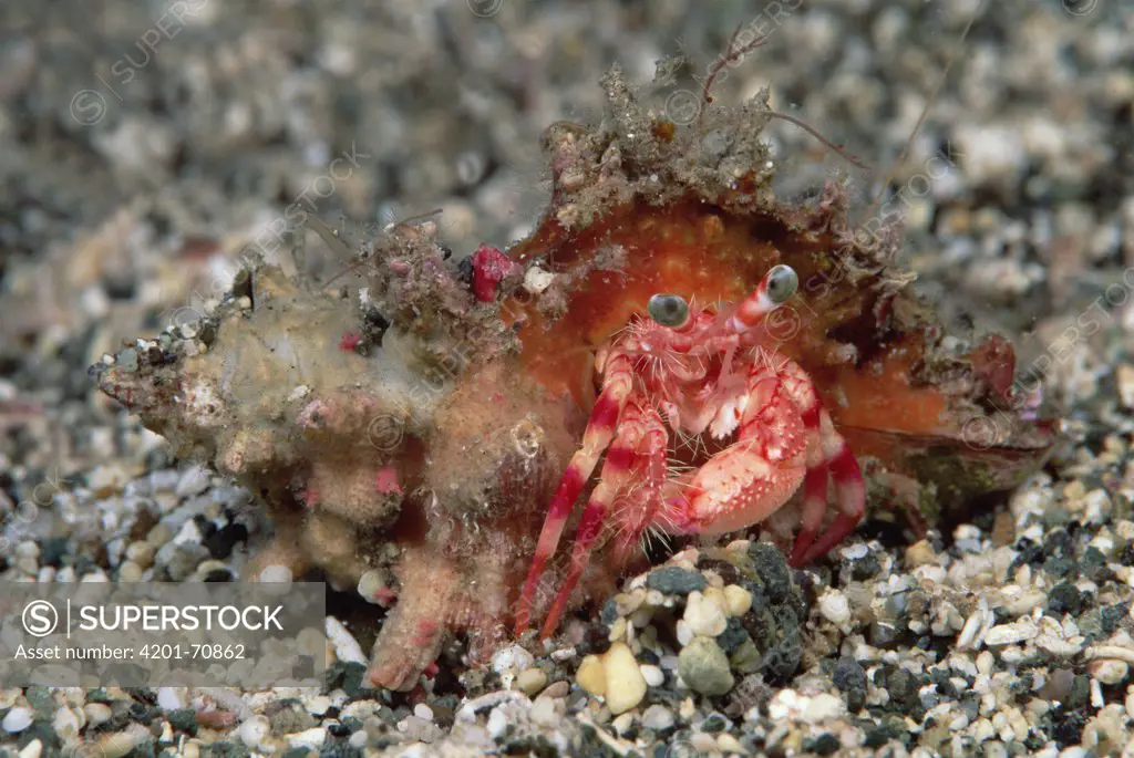 Left-handed Hermit Crab (Paguristes sp) 30 feet deep, Solomon Islands