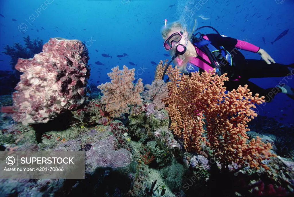 Birgitte Wilms scuba diving near coral reef, 60 feet deep, Solomon Islands