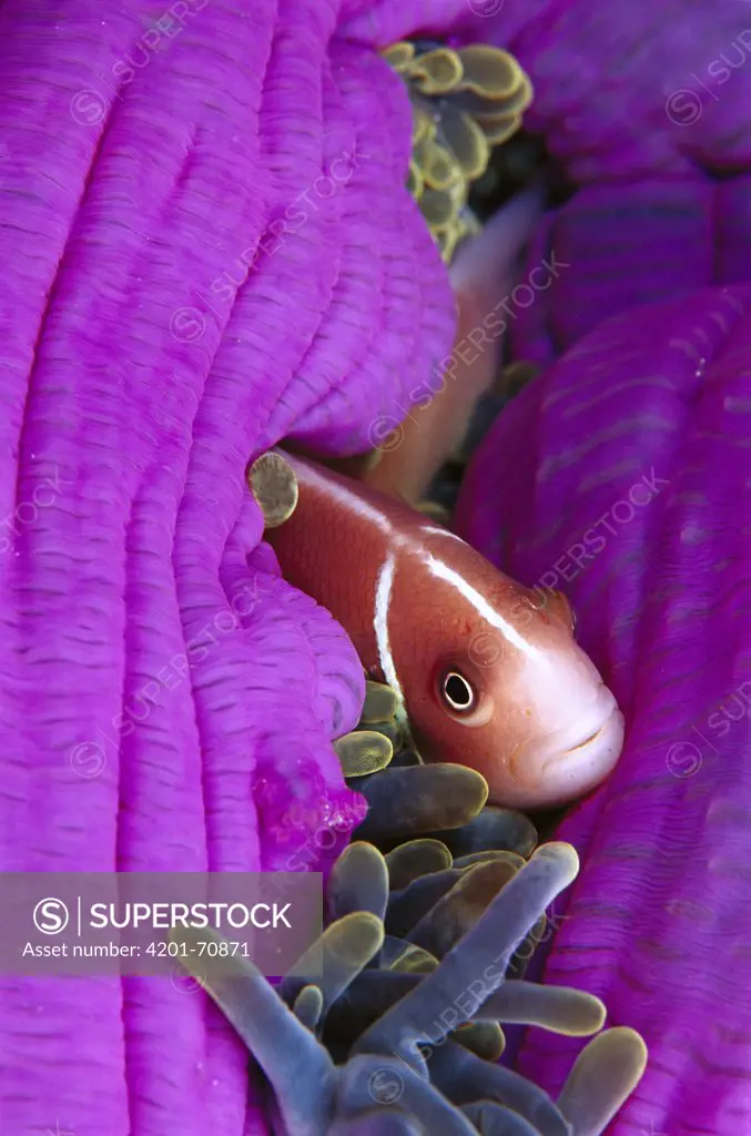 Pink Anemone fish (Amphiprion perideraion) in host Magnificent Sea Anemone