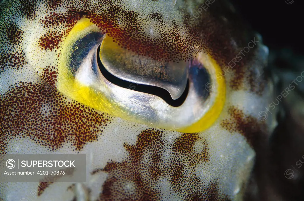 Broadclub Cuttlefish (Sepia latimanus) detail of eye, 60 feet deep, Solomon Islands