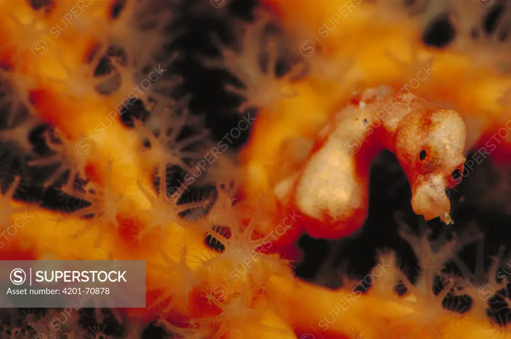 Seahorse (Hippocampus sp) on Sea Fan (Melithaea sp) 40 feet deep, Solomon Islands