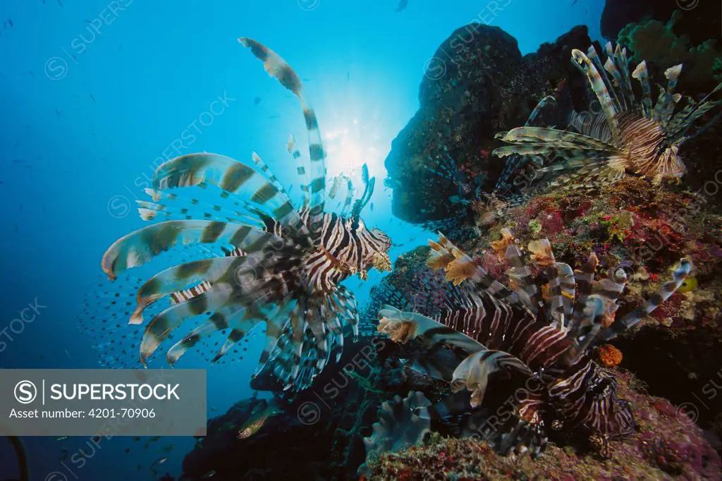 Common Lionfish (Pterois volitans) trio at 40 feet, Solomon Islands