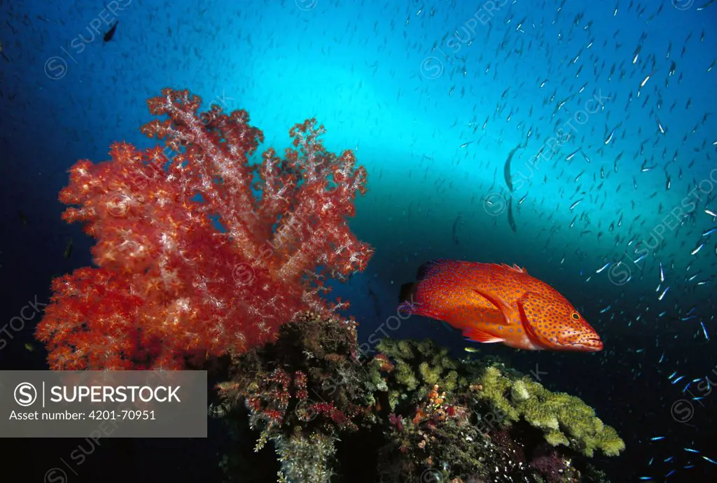 Grouper (Cephalopholis sp) and Soft Coral (Dendronephthya sp) 70 feet deep, Solomon Islands