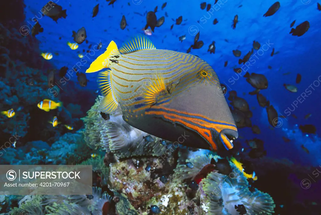 Orange-striped Triggerfish (Balistapus undulatus) and Damselfish (Dascyllus sp) in background, 50 feet deep, Red Sea, Egypt