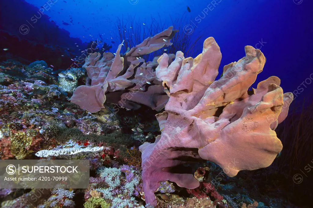 Elephant Ear Sponge (Ianthella basta) growing on coral reef, Solomon Islands