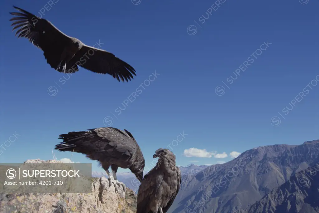 Andean Condor (Vultur gryphus) juvenile group socializing on cliff edge, Colca Canyon, Peru